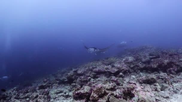 Majestatyczne Promienie Manty Pływają Wzdłuż Rafy Koralowej Tropikalnym Morzu — Wideo stockowe