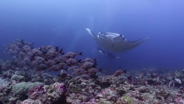 Gigante Manta Alfredi Nadando Oceano Tropical Baixo Ângulo Vista Perto — Vídeo de Stock