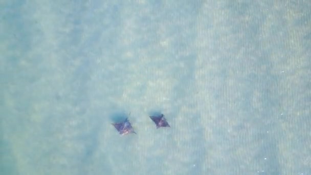 Two Stingrays Swim Crystal Clear Blue Waters Aerial Top — Stock Video