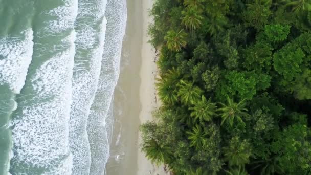 Tilt Aerial Tropical Palm Tree Beach Setting Port Douglas Australia — Vídeos de Stock