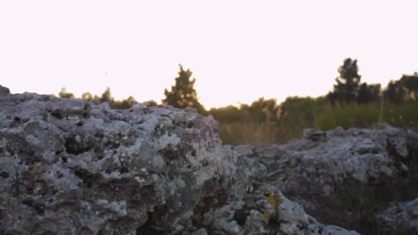 Speciella Stenar Stenskogen Varna Bulgarien Solig Kväll Handhållen Slow Motion — Stockvideo