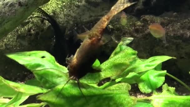 Bel Aquarium Eau Douce Avec Des Plantes Vertes Nombreux Poissons — Video