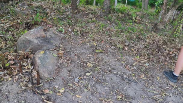 Mujer Jardinero Rastrillo Deja Hierba Seca Bosque Limpieza Con Herramienta — Vídeos de Stock