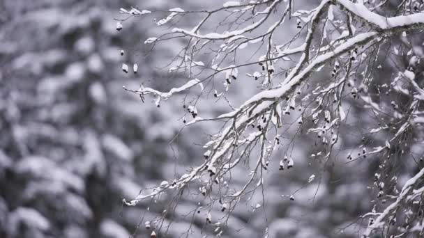 在奥地利施蒂里亚的一个阳光灿烂的日子里 全神贯注地拍摄着被雪覆盖着的树枝的风景 — 图库视频影像