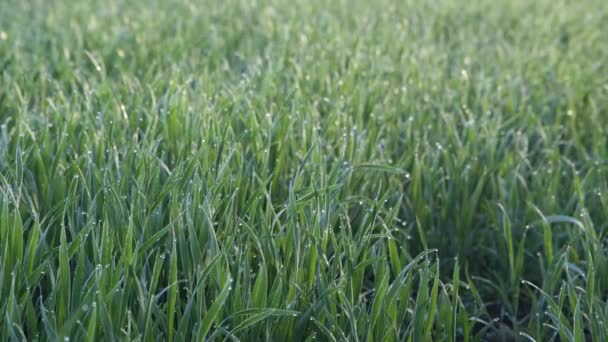 Rosée Matinale Sur Les Brins Herbe — Video