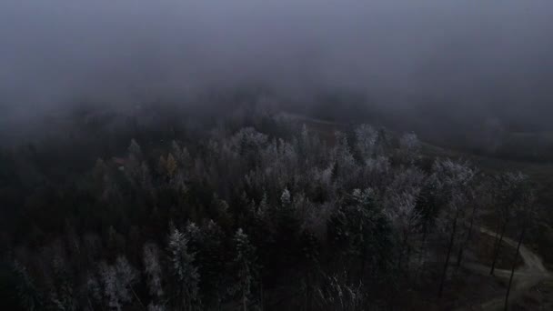 Volando Sobre Paisaje Bosque Bajo Espesa Niebla Alrededor Durante Noche — Vídeos de Stock