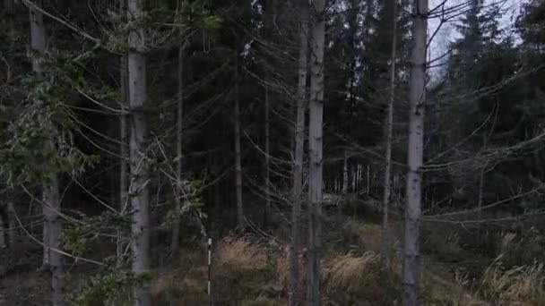 Ormanın Ortasındaki Ağaç Tepelerinin Üzerinden Yeni Yağmış Karın Hareket Eden — Stok video