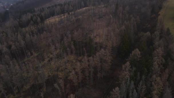 Létání Nad Krajinou Lesem Pod Hustou Mlhou Během Zimního Večera — Stock video