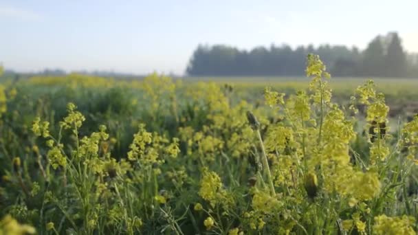 Drömmande Våren Morgon Landskap Med Gula Blommor Rör Sig Vinden — Stockvideo