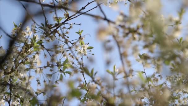 Flores Maçã Sol Manhã — Vídeo de Stock