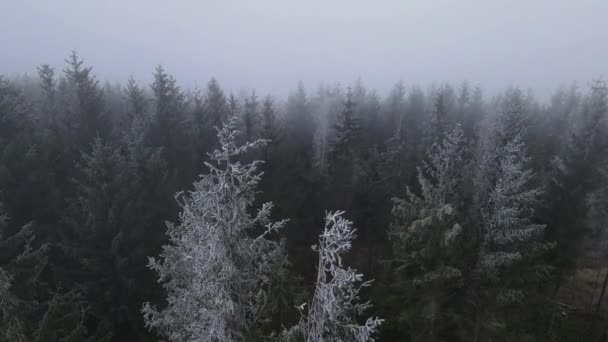 初秋の雪の上に森の中の木々の上から飛び立ち 霧を動かす — ストック動画