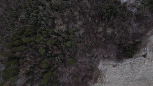 Survoler Les Arbres Surplomber Forêt Lors Une Légère Chute Neige — Video