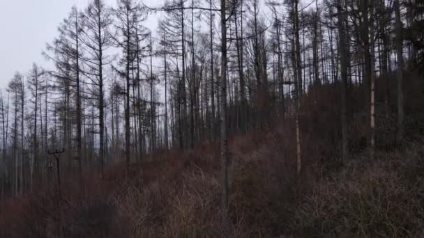 Volo Terra Verso Cime Degli Alberi Vicino Tronco Durante Una — Video Stock