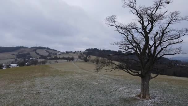 Летите Над Одиноким Деревом Посреди Холма Время Легкого Снегопада — стоковое видео
