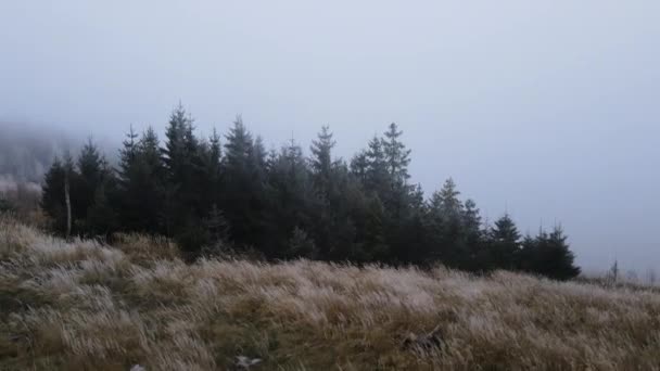 Dichten Nebel Über Eine Verschneite Landschaft Mit Bäumen Und Gras — Stockvideo