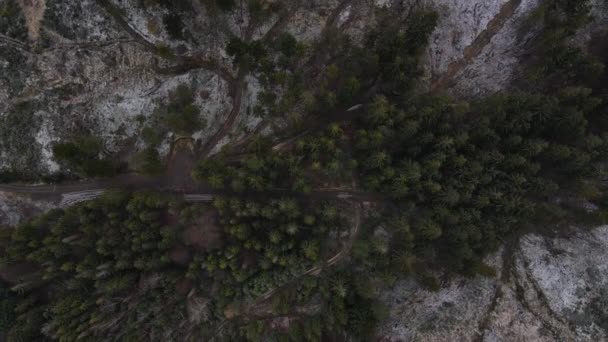 Sorvolando Gli Alberi Affacciandosi Sulla Foresta Durante Una Leggera Nevicata — Video Stock