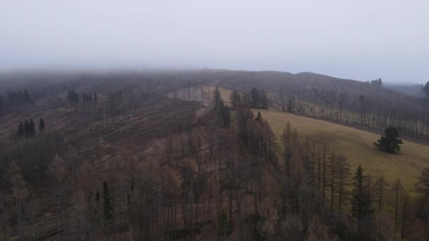 Volare Sopra Paesaggio Foresta Sotto Fitta Nebbia Intorno Durante Sera — Video Stock