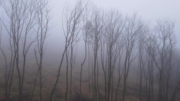 冬季大雾笼罩下 一排排针叶树矗立在山上的空中景象 — 图库视频影像