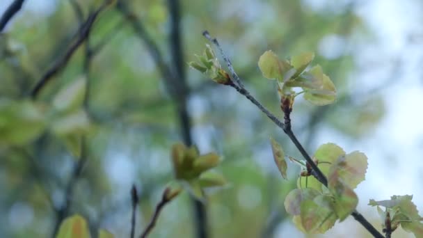 Capullo Manzana Una Rama Árbol Contra Cielo — Vídeos de Stock