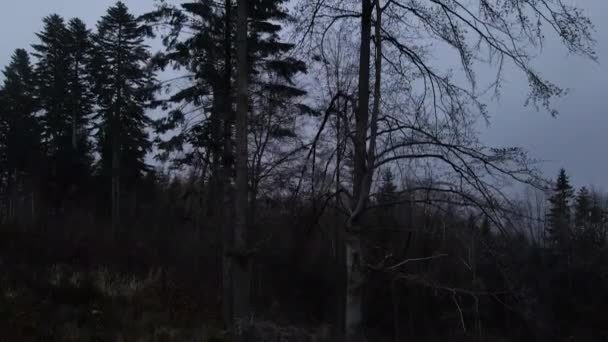 Let Země Vrcholky Stromů Vedle Kmene Během Pozdního Zimního Dne — Stock video