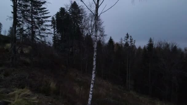 Політ Землі Дерева Поряд Багажником Під Час Пізнього Зимового Дня — стокове відео