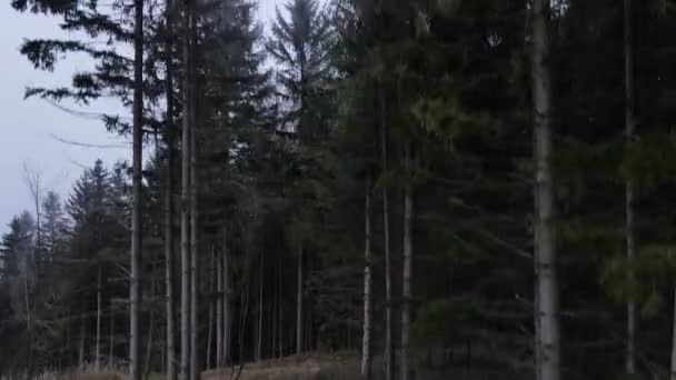 Полет Земли Над Верхушками Деревьев Посреди Леса Вершине Свежевыпавшего Снега — стоковое видео