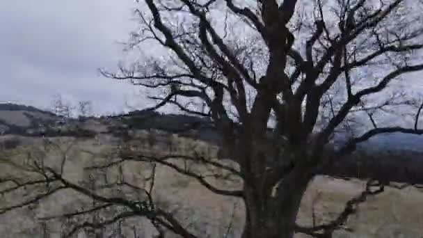 Літати Над Одиноким Деревом Посеред Пагорба Під Час Легкого Снігопаду — стокове відео