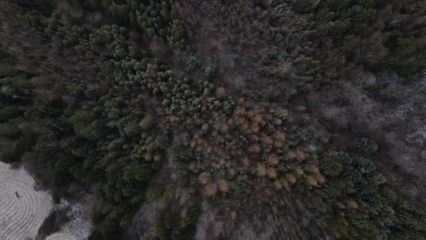 Sorvolando Gli Alberi Affacciandosi Sulla Foresta Durante Una Leggera Nevicata — Video Stock