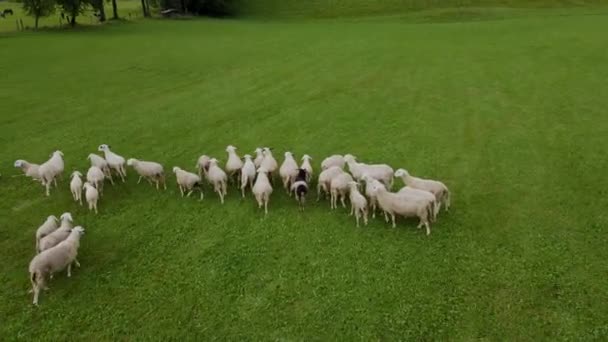 Slovenia Sheep Aerial Drone Mp4 — Stock Video