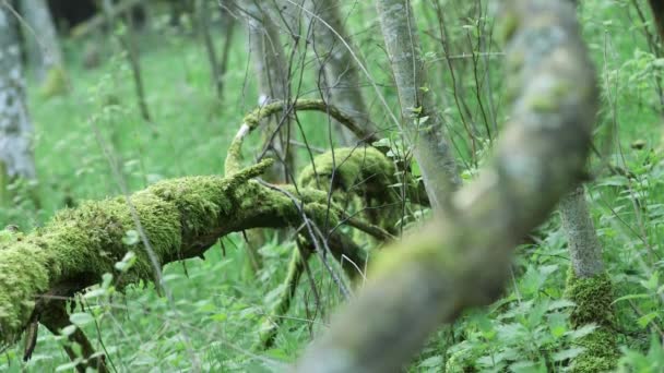 Ramas Árboles Musgosos Caídos Bosque Verano — Vídeos de Stock