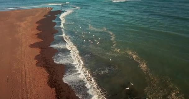 Drone Shot Uccelli Nelle Acque Oceaniche Islanda — Video Stock