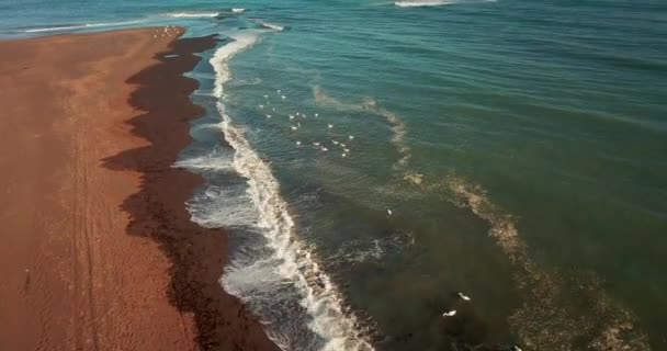 Drohnenschuss Von Vögeln Den Meeresgewässern Islands — Stockvideo