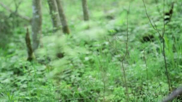 Pequenas Plantas Floresta Com Foco Mudança Fundo Para Primeiro Plano — Vídeo de Stock