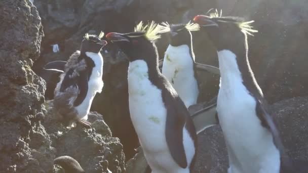 亜南極の島で太陽の下に座っている大きなロックホッパーペンギンのグループ — ストック動画