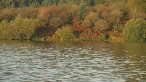 Coloridas Árvores Outono Lado Lago Tranquilo — Vídeo de Stock