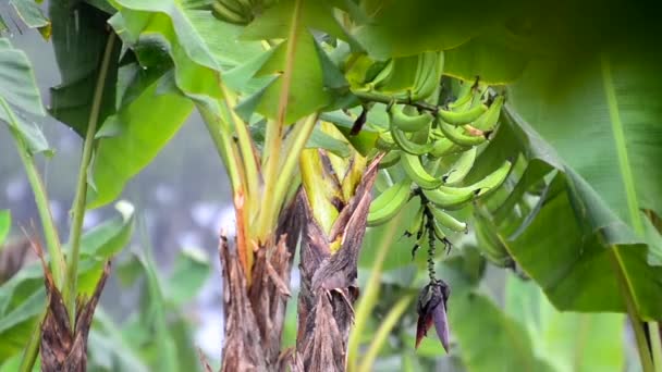 在中美洲的一个种植园里 一丛丛绿色的未成熟香蕉挂在一棵香蕉树上 哥斯达黎加绿季期间的生态旅游 倾盆大雨全倾盆大雨 — 图库视频影像