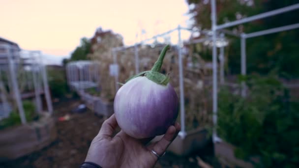 Hand Holding Organic Rosa Blanca Eggplant Harvested Home Garden Close — Stock Video