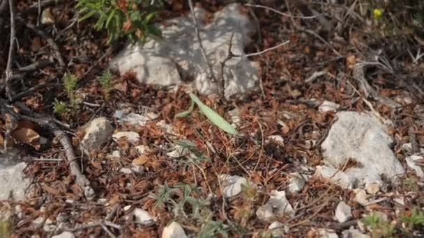 Afrikanische Mantodea Fuß Den Busch Handheld Zeitlupe — Stockvideo