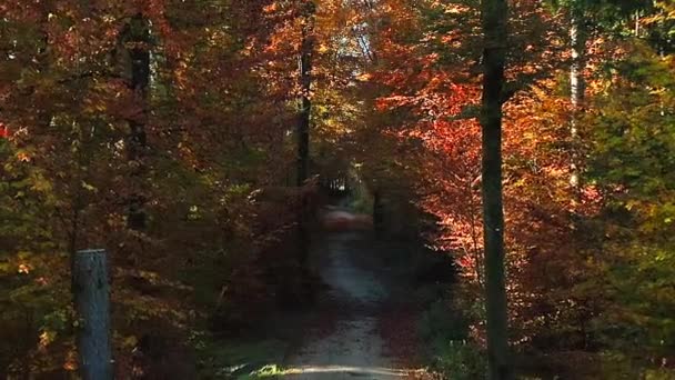 Effetto Zoom Dolly Una Foresta Colorata Autunnale Con Una Strada — Video Stock