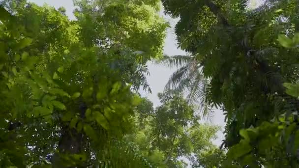 Tiro Movimento Baixo Ângulo Floresta Selva — Vídeo de Stock