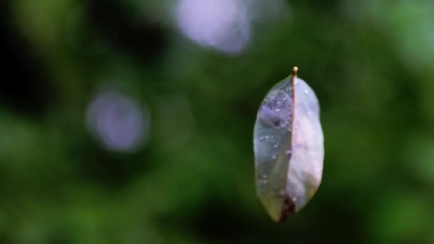 Una Foglia Che Gira Nell Aria Appesa Una Ragnatela — Video Stock