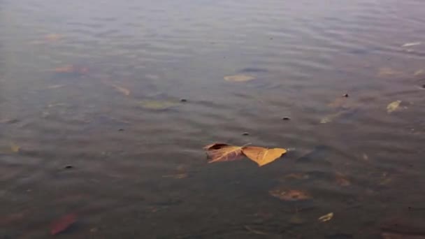 Quelques Feuilles Dans Lac Sous Pluie — Video