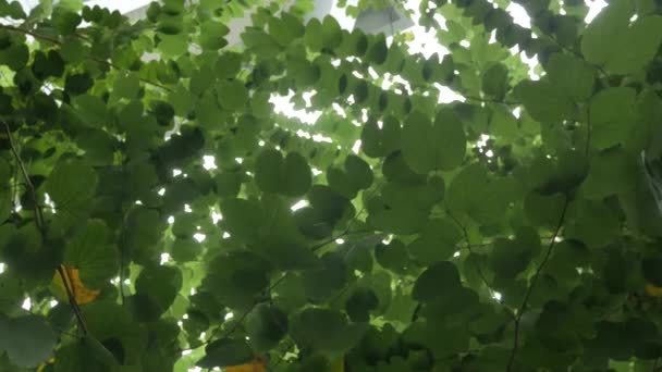 Zelené Listy Stromů Slunečním Svitem — Stock video