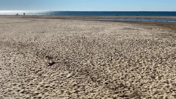 Dog Walking Beach Very Happy Amorous — Stock Video