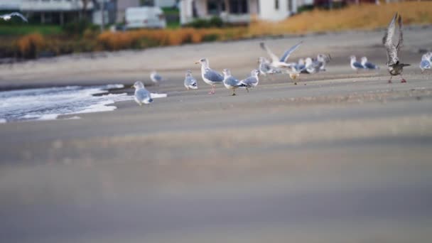 カモメが離陸し 波から飛んでいます 波はぬれた砂の上で発泡クロールします 背景にある建物や浴場 — ストック動画