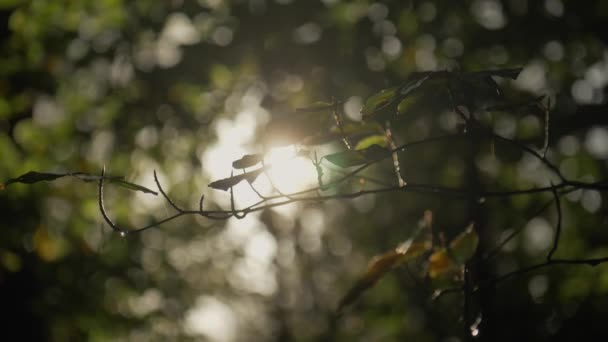 Friedliches Waldsonnenlicht Das Auf Ästen Glitzert — Stockvideo