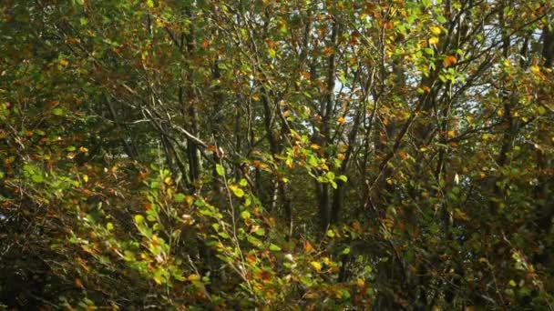 Tranquillo Autunno Foresta Scena Foglie Lentamente Cadere — Video Stock