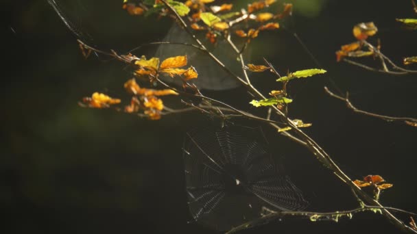 美丽的森林蜘蛛网上的阳光 — 图库视频影像