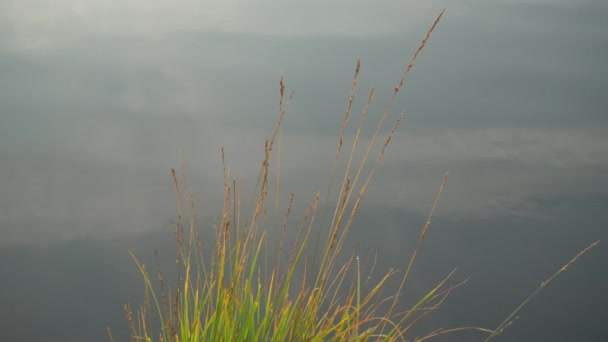 湖滨草对波纹面的舒缓射击 — 图库视频影像
