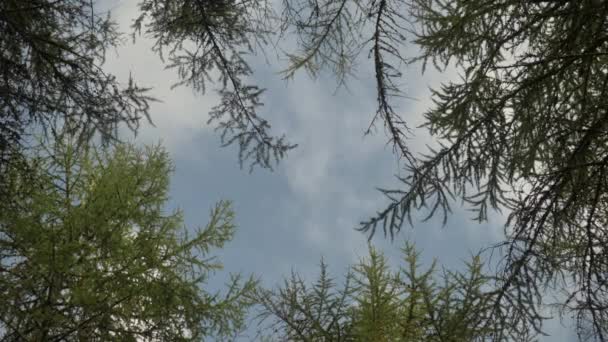 Wolken Zachtjes Passeren Vredig Bos Bladerdak — Stockvideo